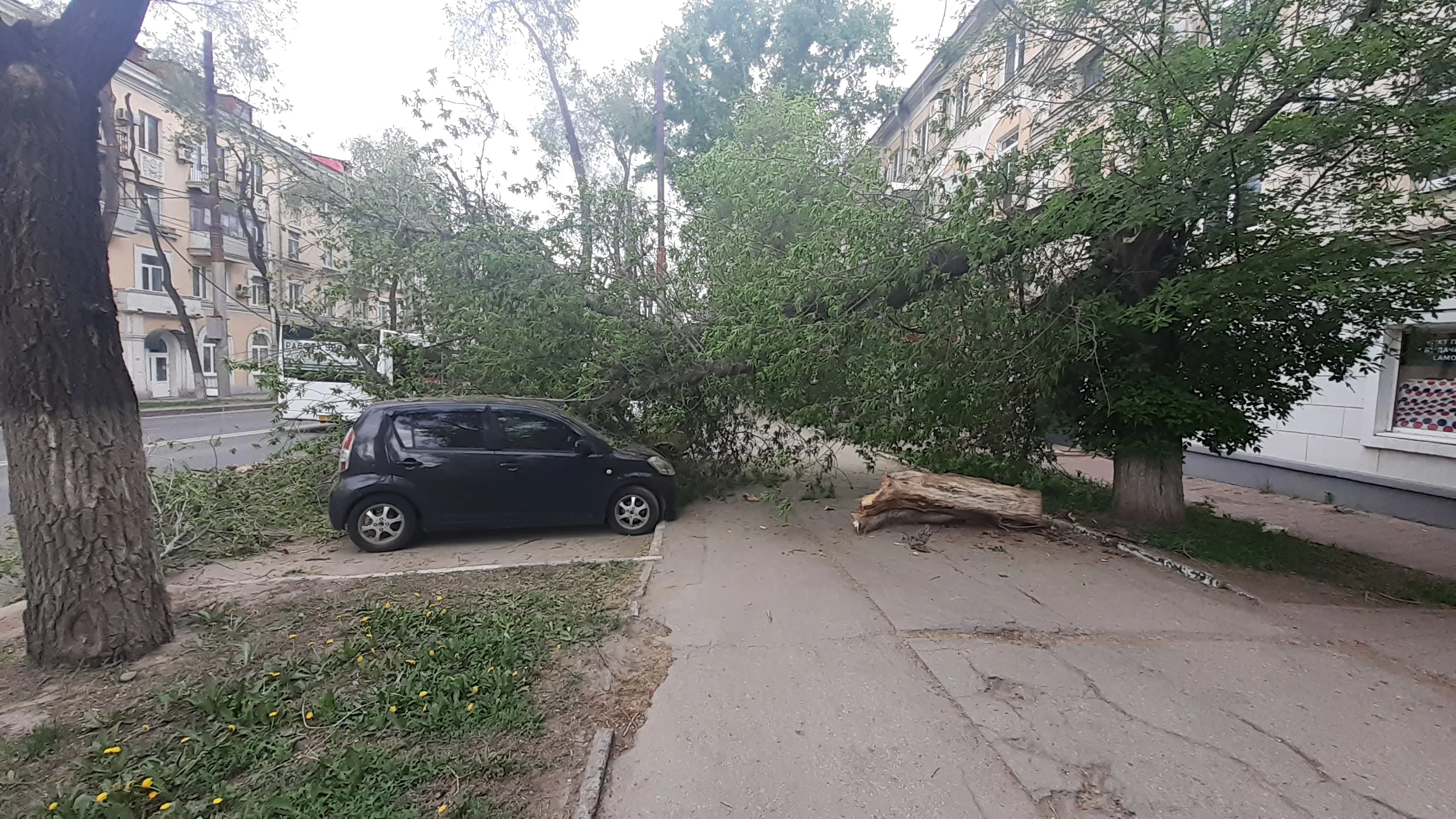 В Самаре дерево рухнуло на припаркованные машины на проспекте Масленникова  | СОВА - главные новости Самары