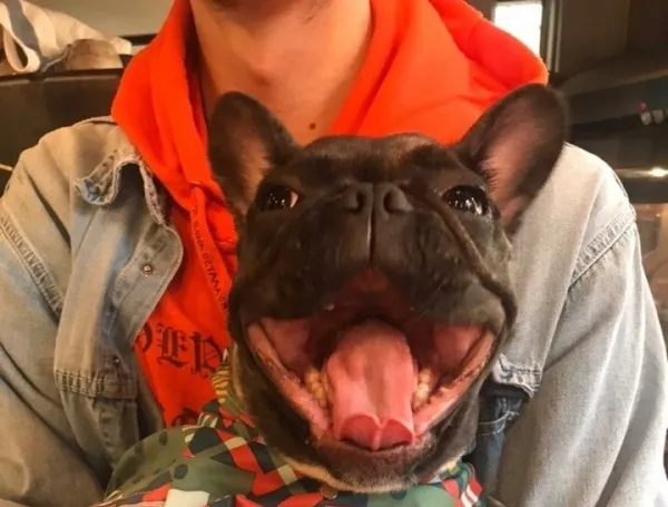 В Самаре водитель 51 автобуса спас собаку от верной гибели