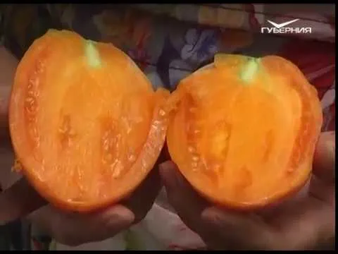 Дачные советы 31.08.2017. Работы в теплице