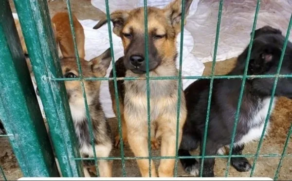 Голкипер "Крыльев Советов" Евгений Фролов посетил приют для бездомных животных