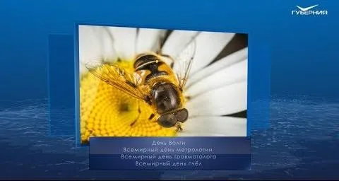 Всемирный день пчел. Календарь губернии от 20 мая