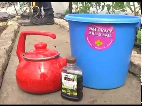 Высадка рассады, выгодные соседства растений и биопрепараты от насекомых-вредителей. Дачные советы от 19.04.2018