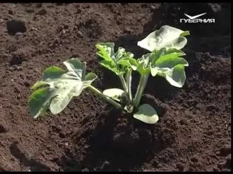 Дачные советы 28.05.2015 