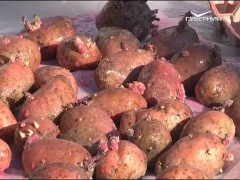 Правила посадки картофеля. Дачные советы