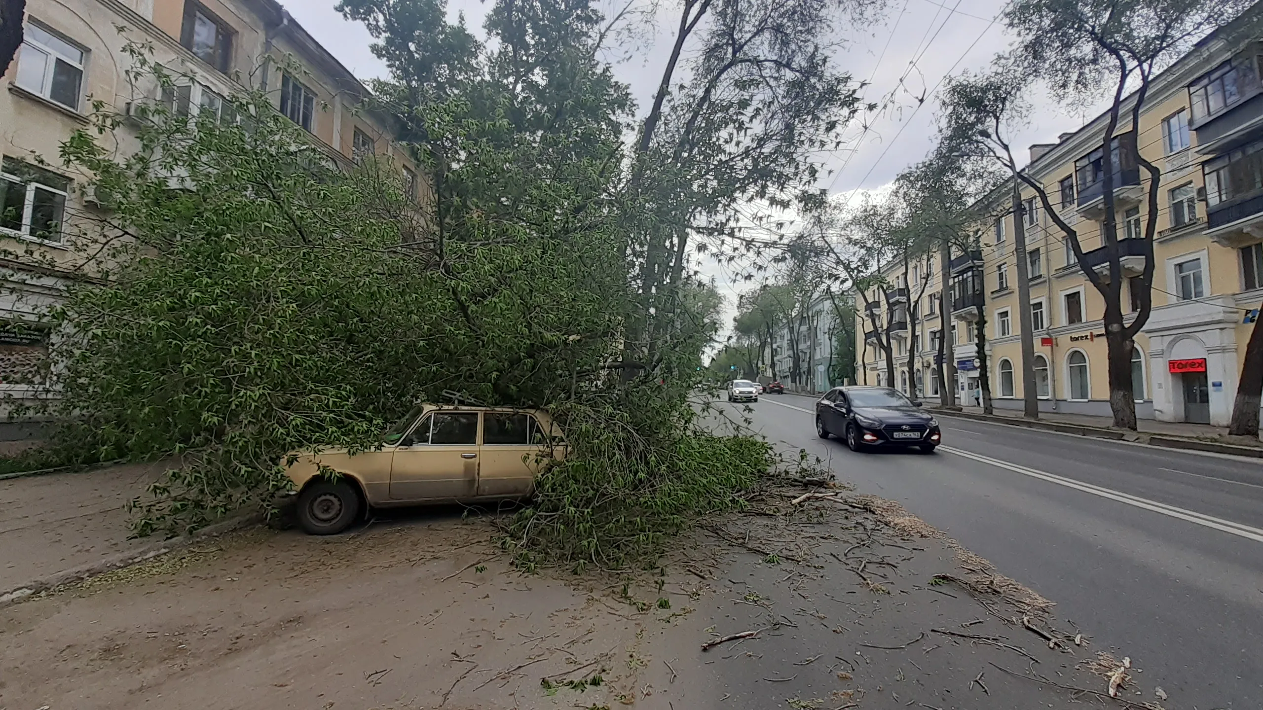 В Самаре дерево рухнуло на припаркованные машины на проспекте Масленникова  | СОВА - главные новости Самары