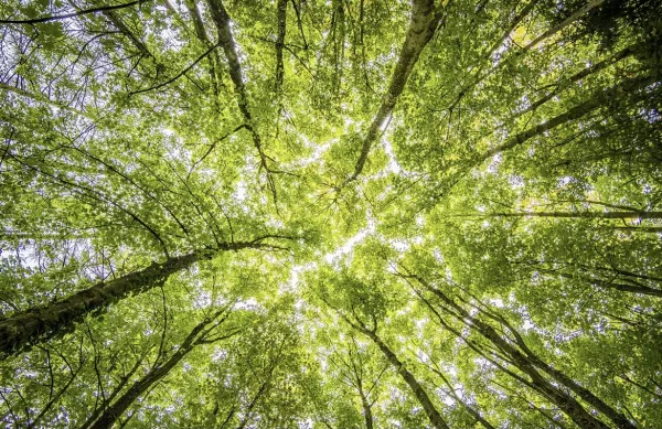 За год в России площадь лесов увеличилась на 171 тысячу гектаров