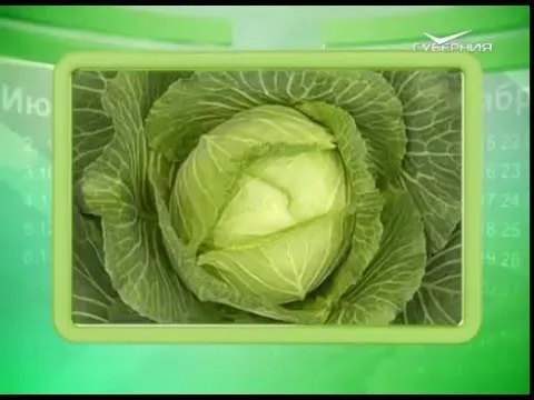 Календарь губернии 18.05.2016