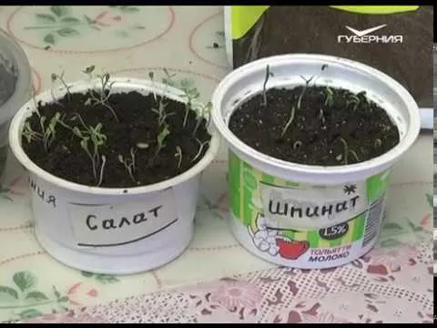 Рассадные хлопоты. Дачные советы от 29.03.2018