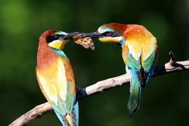 Редкие кадры редких птиц: самарские фотографы-любители провели птичью  инвентаризацию | СОВА - главные новости Самары