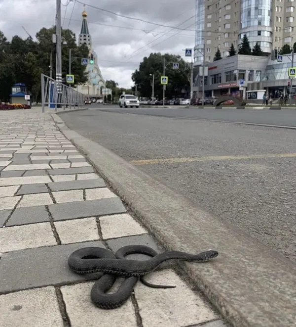 Самарцы в городе заметили огромную змею 