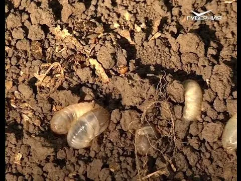 Как бороться с насекомыми на участке. Удачные заметки