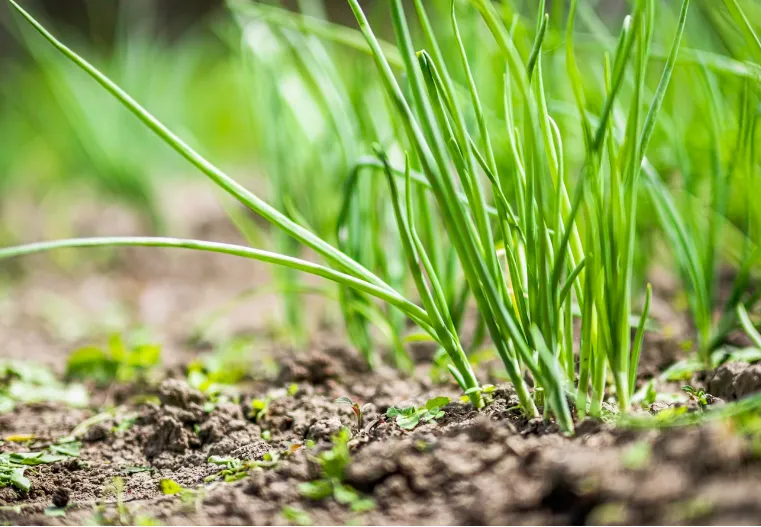 Эксперты рассказали о полезных свойствах свежей зелени