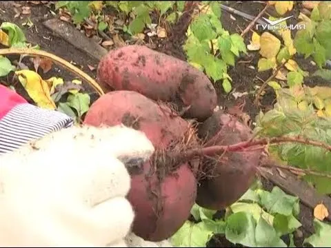 Правильный сбор свеклы и моркови. Дачные советы