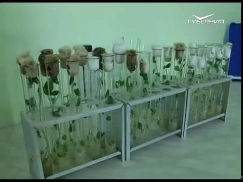 Новости Губернии от 06.06.2018