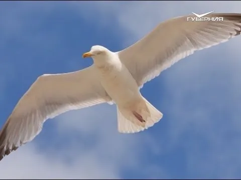 Как работает голубиная почта. Утро Губернии