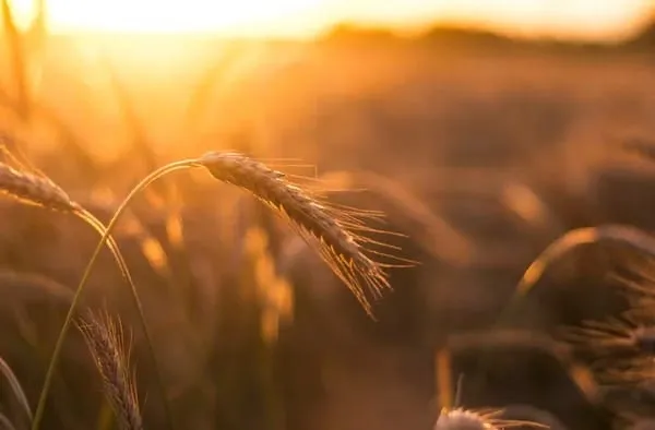 Правительство переведет пошлины на экспорт зерна и масла в рубли