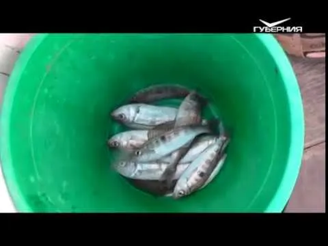 Рыбалка в открытом море. Рыбацкое счастье от 04.09.2018