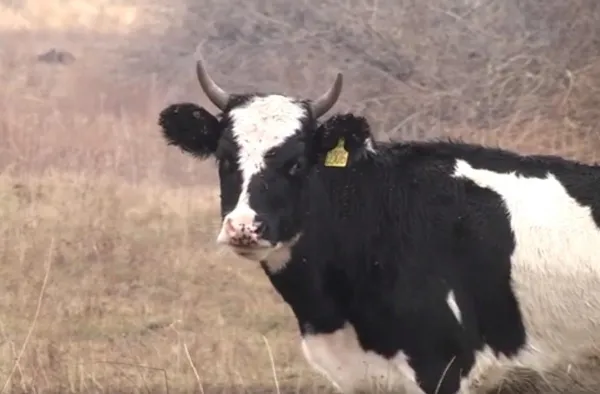 Внимание - социальному развитию: колхоз имени Чапаева участвует в конкурсе “Достояние губернии”