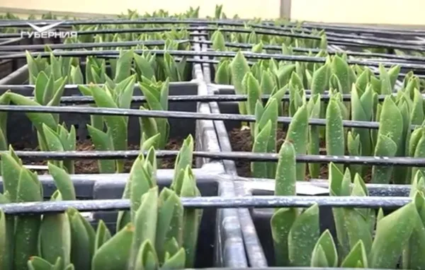 В хозяйстве Безенчукского района вырастят более 10 тысяч тюльпанов к 8 Марта