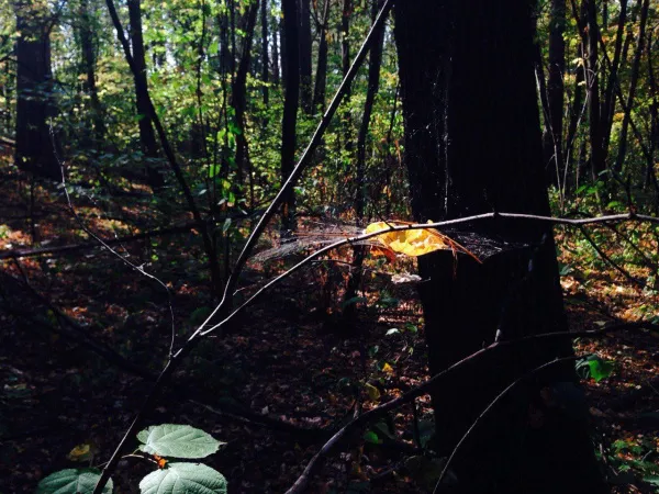 В школе Шигонского района высадили кедры
