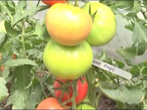 Новые гибриды томатов. Дачные советы