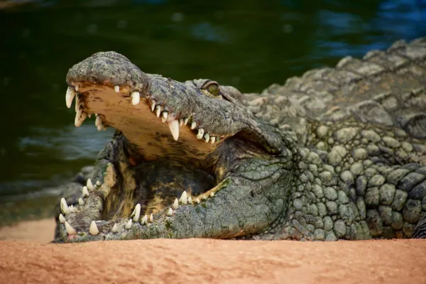Привык к деликатесам: стало известно меню кубинского крокодила в российском зоопарке