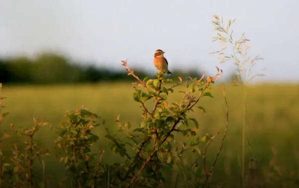 Самарским школьникам рассказали, как правильно фотографировать птиц и животных