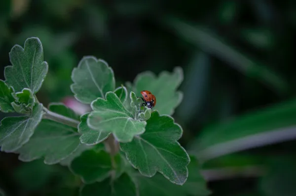Непрошенные гости: как избавиться от вредителей на дачном участке