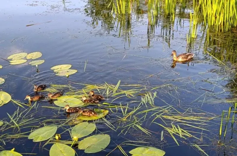 В 2025 году на реке Сызранке убрали 100 тысяч кубометров донного грунта