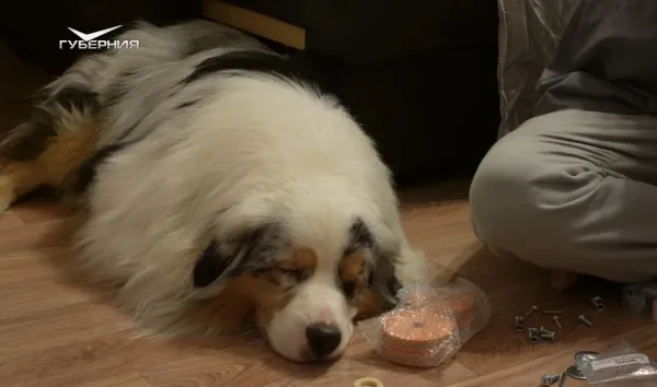 Ветеринар рассказал, как обезопасить собак и кошек от клещей и сезонной аллергии