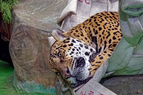 Сотрудники ТЭЦ сплели для ягуаров гамаки из гидрантов