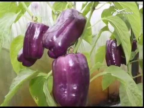 Подзимний посев зелени. Дачные советы от 30.11.2017