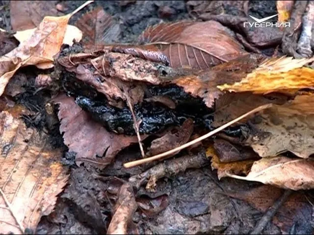 250 тонн грунта с мазутом вывезли за неделю из Гранного