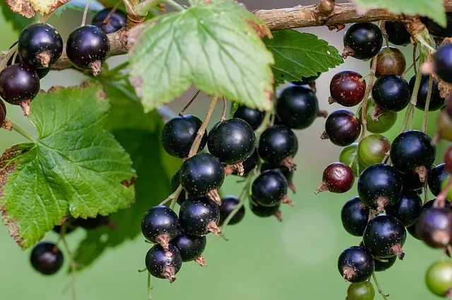 Доктор среди ягод: эксперты рассказали об уникальных свойствах черной смородины