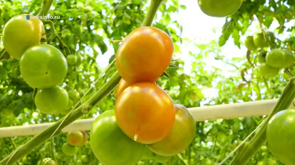 Пчелы помогают самарским тепличникам раньше получить урожай