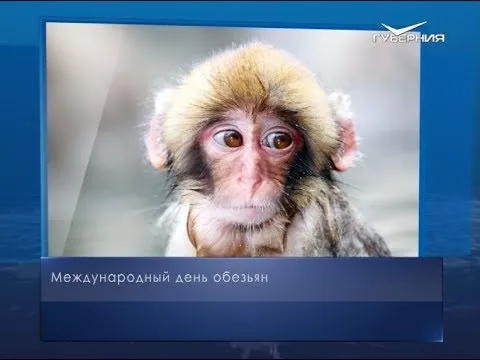Международный день обезьян. Календарь губернии от 14 декабря
