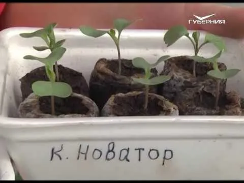 Дачные советы 13.04.2017. Подготовка к высадке рассады