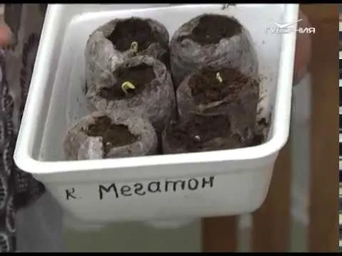 Дачные советы 06.04.2017. Весенние работы на дачном участке