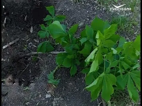 Высадка каштанов в самарском парке. Удачные заметки