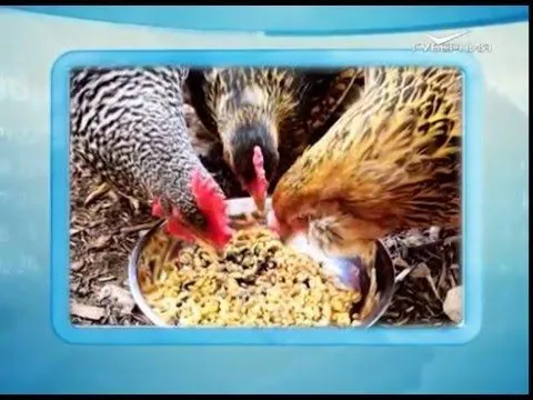 Календарь губернии 05.01.2016