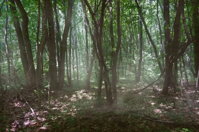 Вокруг Тольятти обустроят защищающий от лесных пожаров "пояс" длиной почти в полсотни километров