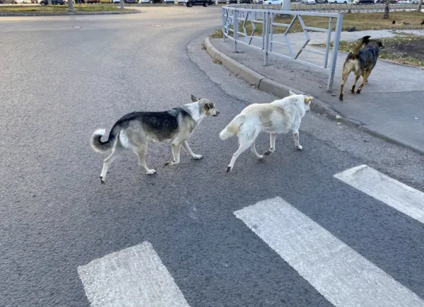 Законопроект о защите от бездомных животных внесен в Госдуму