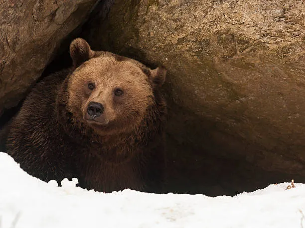 13 декабря празднуют День медведя и Андрея Зимнего 