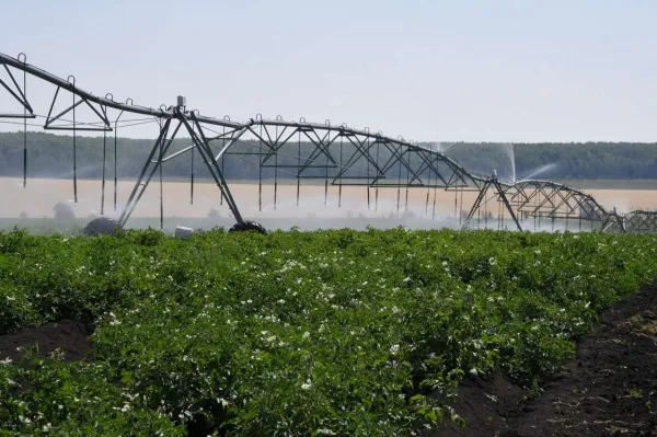В Самарской области реализуется уникальный проект по выведению новых сортов картофеля