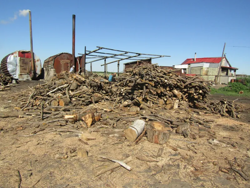 Пенсионер из Самарской области незаконно вырубил деревья на 16 миллионов рублей