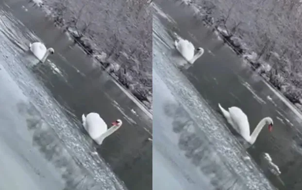 "Могут съесть лисы и собаки": в Самарской области лебеди не улетают с замерзающего водоема