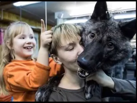 Животные в преддверии зимы. Утро Губернии от 27.10.2017