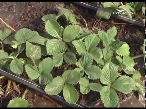 Чем подкормить первый урожай в теплицах. Дачные советы от 24.05.2018