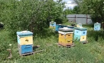 Что такое майский мед? Хорошие новости Волжского района