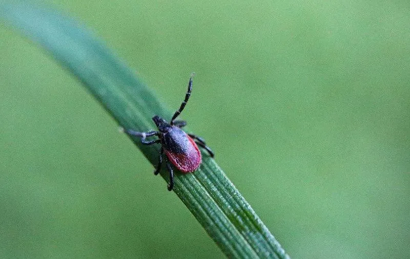 В Самарской области один человек заболел иксодовым клещевым боррелиозом